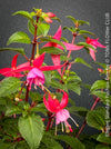 Flowers of Fuchsia Standard, Elegant Red-Lilac-Burgundy Flowering Garden Shrub, organically grown plants for sale at TOMs FLOWer CLUB