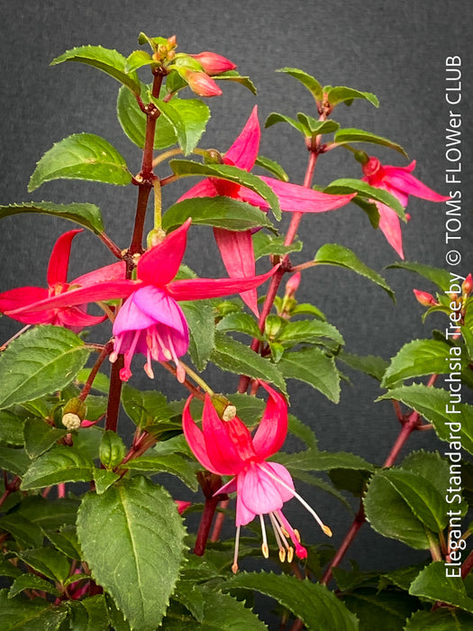 Flowers of Fuchsia Standard, Elegant Red-Lilac-Burgundy Flowering Garden Shrub, organically grown plants for sale at TOMs FLOWer CLUB