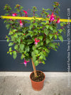 Flowers of Fuchsia Standard, Elegant Red-Lilac-Burgundy Flowering Garden Shrub, organically grown plants for sale at TOMs FLOWer CLUB