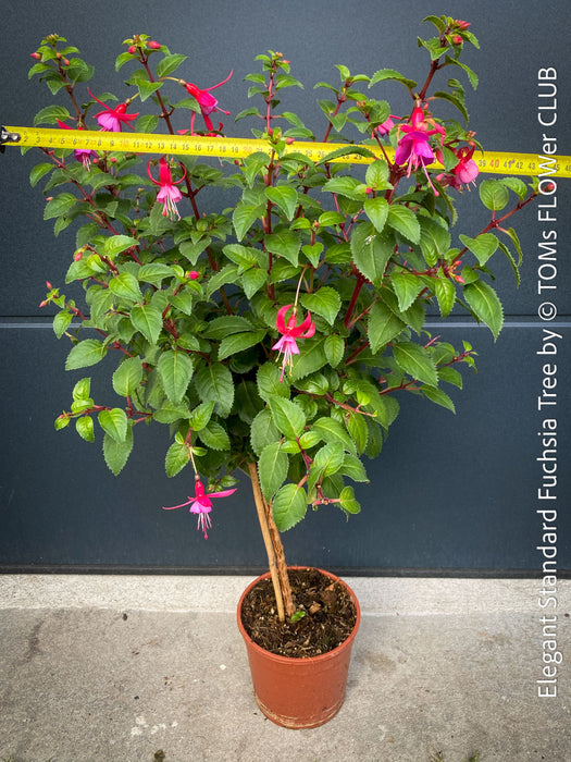 Flowers of Fuchsia Standard, Elegant Red-Lilac-Burgundy Flowering Garden Shrub, organically grown plants for sale at TOMs FLOWer CLUB