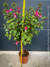 Flowers of Fuchsia Standard, Elegant Red-Lilac-Burgundy Flowering Garden Shrub, organically grown plants for sale at TOMs FLOWer CLUB