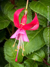 Flowers of Fuchsia Standard, Elegant Red-Lilac-Burgundy Flowering Garden Shrub, organically grown plants for sale at TOMs FLOWer CLUB