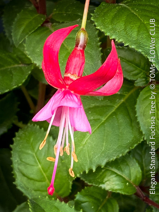 Flowers of Fuchsia Standard, Elegant Red-Lilac-Burgundy Flowering Garden Shrub, organically grown plants for sale at TOMs FLOWer CLUB