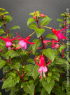 Flowers of Fuchsia Standard, Elegant Red-Lilac-Burgundy Flowering Garden Shrub, organically grown plants for sale at TOMs FLOWer CLUB