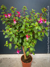 Flowers of Fuchsia Standard, Elegant Red-Lilac-Burgundy Flowering Garden Shrub, organically grown plants for sale at TOMs FLOWer CLUB