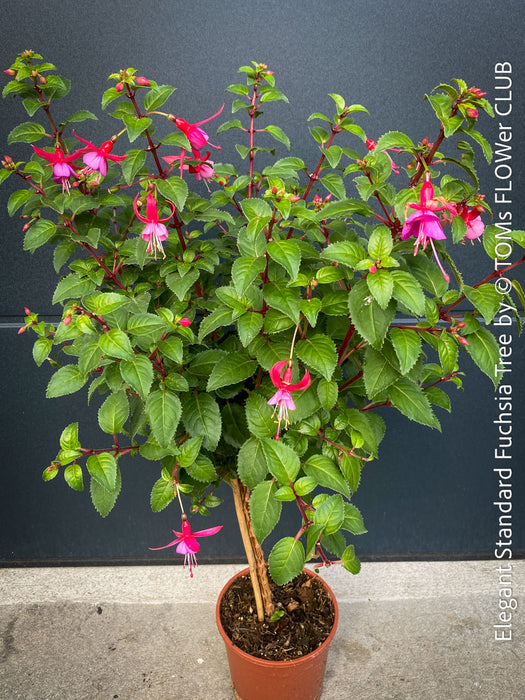 Flowers of Fuchsia Standard, Elegant Red-Lilac-Burgundy Flowering Garden Shrub, organically grown plants for sale at TOMs FLOWer CLUB