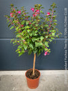 Flowers of Fuchsia Standard, Elegant Red-Lilac-Burgundy Flowering Garden Shrub, organically grown plants for sale at TOMs FLOWer CLUB