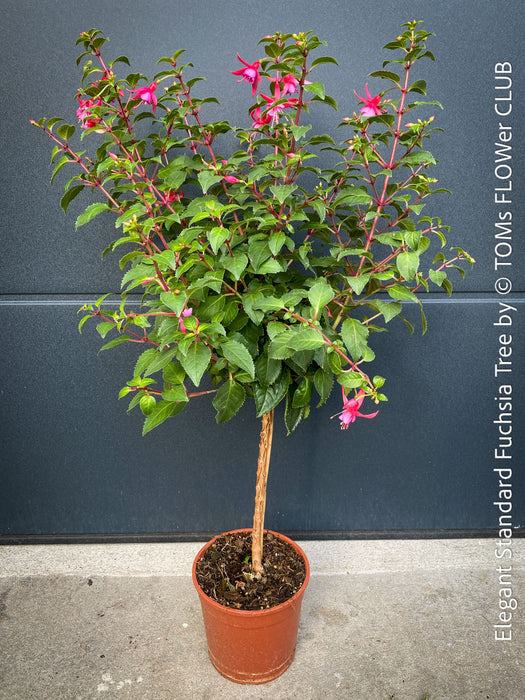 Flowers of Fuchsia Standard, Elegant Red-Lilac-Burgundy Flowering Garden Shrub, organically grown plants for sale at TOMs FLOWer CLUB