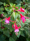 Flowers of Fuchsia Standard, Elegant Red-Lilac-Burgundy Flowering Garden Shrub, organically grown plants for sale at TOMs FLOWer CLUB