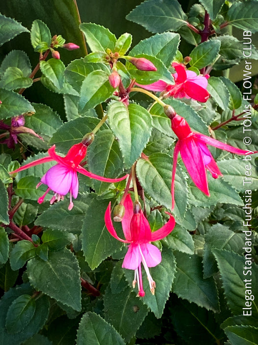 Flowers of Fuchsia Standard, Elegant Red-Lilac-Burgundy Flowering Garden Shrub, organically grown plants for sale at TOMs FLOWer CLUB