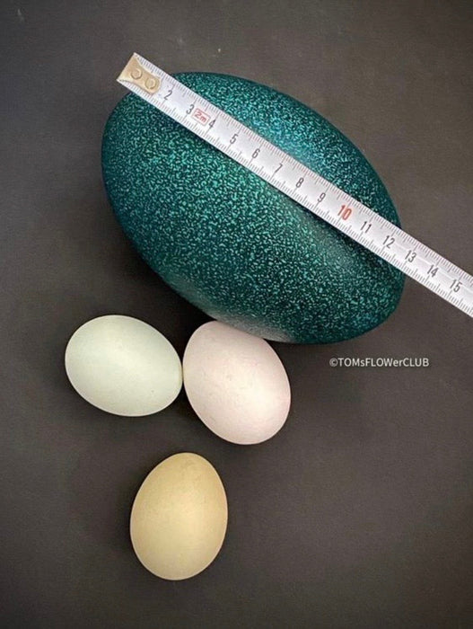 Emu egg, Emu Eier, TOMs FLOWer CLUB, home decoration, emerald green. 