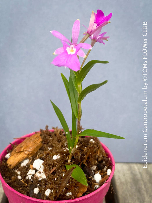 Epidendrum Centropetalum, violet flowering Orchid, Orchidee, organically grown tropical plants for sale at TOMs FLOWer CLUB.