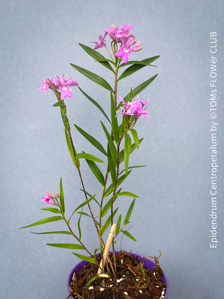Epidendrum Centropetalum, violet flowering Orchid, Orchidee, organically grown tropical plants for sale at TOMs FLOWer CLUB.