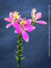 Epidendrum Radicans Rose Star Hybride, violet flowering Orchid, Orchidee, organically grown tropical plants for sale at TOMs FLOWer CLUB.
