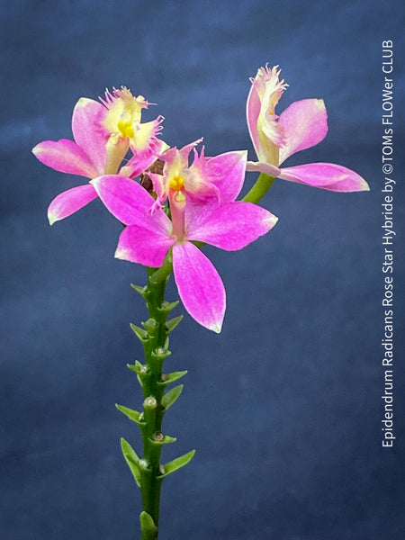 Epidendrum Radicans Rose Star Hybride, violet flowering Orchid, Orchidee, organically grown tropical plants for sale at TOMs FLOWer CLUB.