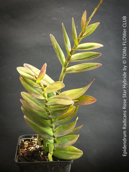 Epidendrum Radicans Rose Star Hybride, violet flowering Orchid, Orchidee, organically grown tropical plants for sale at TOMs FLOWer CLUB.