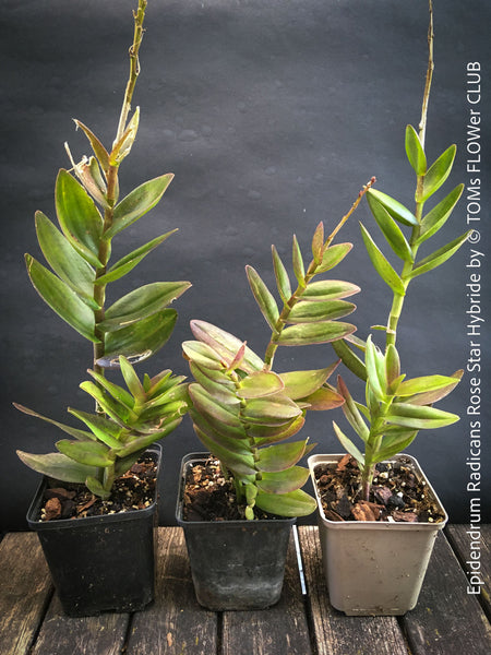Epidendrum Radicans Rose Star Hybride, violet flowering Orchid, Orchidee, organically grown tropical plants for sale at TOMs FLOWer CLUB.