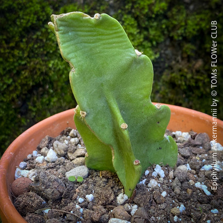 Epiphyllum Ackermannii, red flowering, rot blühend, Kaktus, Cactus, organically grown succulent plants for sale at TOMs FLOWer CLUB.