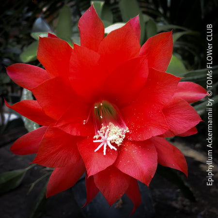 Epiphyllum Ackermannii, red flowering, rot blühend, Kaktus, Cactus, organically grown succulent plants for sale at TOMs FLOWer CLUB.