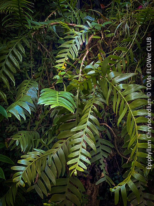 Epiphyllum Chrysocardium, Kaktus, Cactus, organically grown succulent plants for sale at TOMs FLOWer CLUB.