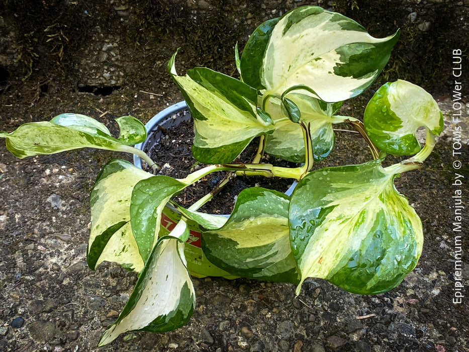 Scindapsus Manjula, albo variegata, organically grown tropical plants, Efeutüte, Scindapsus, Variegata, Epipremnum, tropical plants for sale at TOMS FLOWer CLUB