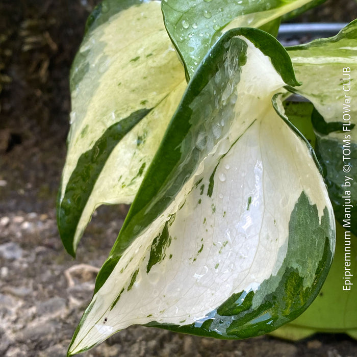 Scindapsus Manjula, albo variegata, organically grown tropical plants, Efeutüte, Scindapsus, Variegata, Epipremnum, tropical plants for sale at TOMS FLOWer CLUB