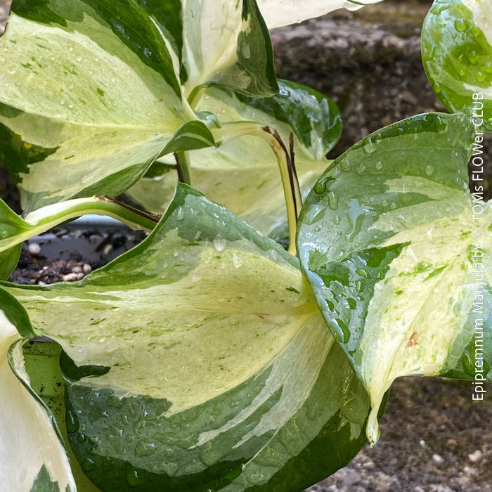 Scindapsus Manjula, albo variegata, organically grown tropical plants, Efeutüte, Scindapsus, Variegata, Epipremnum, tropical plants for sale at TOMS FLOWer CLUB