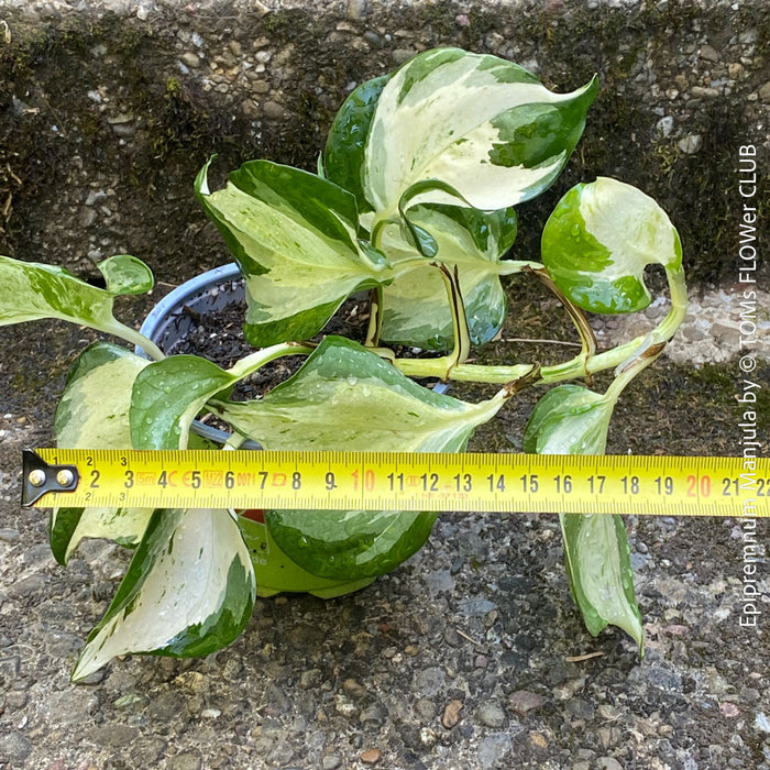 Scindapsus Manjula, albo variegata, organically grown tropical plants, Efeutüte, Scindapsus, Variegata, Epipremnum, tropical plants for sale at TOMS FLOWer CLUB