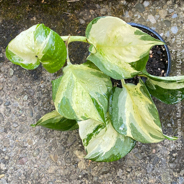 Scindapsus Manjula, albo variegata, organically grown tropical plants, Efeutüte, Scindapsus, Variegata, Epipremnum, tropical plants for sale at TOMS FLOWer CLUB