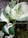 Scindapsus Manjula, albo variegata, organically grown tropical plants, Efeutüte, Scindapsus, Variegata, Epipremnum, tropical plants for sale at TOMS FLOWer CLUB