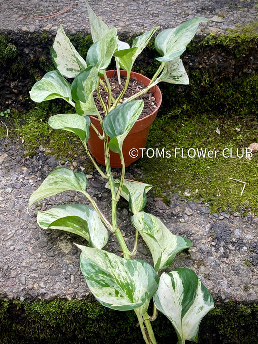 Scindapsus Manjula, albo variegata, organically grown tropical plants, Efeutüte, Scindapsus, Variegata, Epipremnum, tropical plants for sale at TOMS FLOWer CLUB