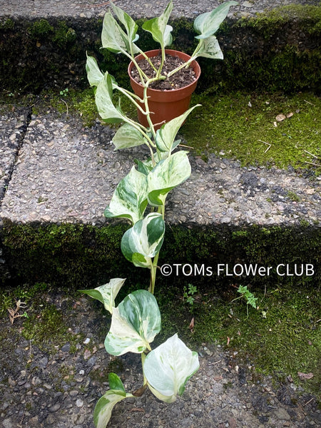 Scindapsus Manjula, albo variegata, organically grown tropical plants, Efeutüte, Scindapsus, Variegata, Epipremnum, tropical plants for sale at TOMS FLOWer CLUB