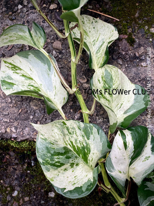 Scindapsus Manjula, albo variegata, organically grown tropical plants, Efeutüte, Scindapsus, Variegata, Epipremnum, tropical plants for sale at TOMS FLOWer CLUB