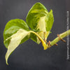 Epipremnum Manjula, albo variegata, organically grown tropical plants, Efeutüte, Scindapsus, Variegata, Epipremnum, tropical plants for sale at TOMS FLOWer CLUB
