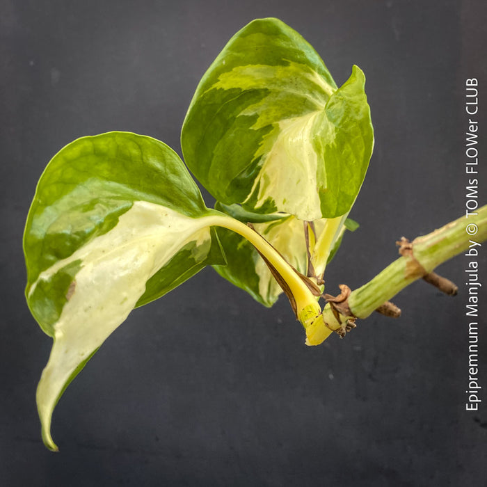 Epipremnum Manjula, albo variegata, organically grown tropical plants, Efeutüte, Scindapsus, Variegata, Epipremnum, tropical plants for sale at TOMS FLOWer CLUB