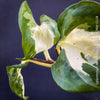 Leaf detail of Epipremnum Manjula, albo variegata, organically grown tropical plants, Efeutüte, Scindapsus, Variegata, Epipremnum, tropical plants for sale at TOMS FLOWer CLUB
