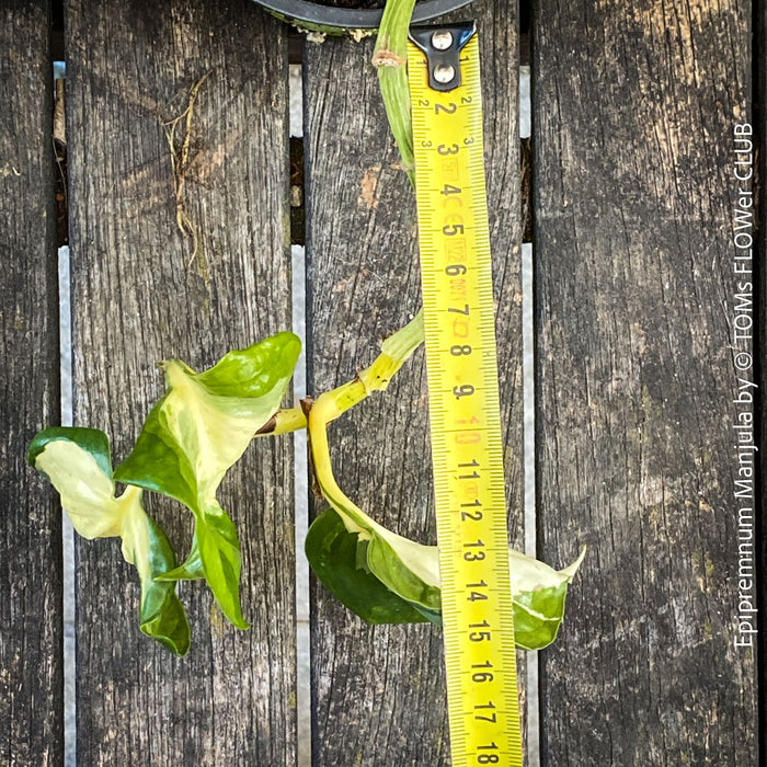 Plant cuttings of Epipremnum Manjula, albo variegata, organically grown tropical plants, Efeutüte, Scindapsus, Variegata, Epipremnum, tropical plants for sale at TOMS FLOWer CLUB