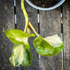 Epipremnum Manjula, albo variegata, organically grown tropical plants, Efeutüte, Scindapsus, Variegata, Epipremnum, tropical plants for sale at TOMS FLOWer CLUB
