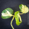 Epipremnum Manjula, albo variegata, organically grown tropical plants, Efeutüte, Scindapsus, Variegata, Epipremnum, tropical plants for sale at TOMS FLOWer CLUB