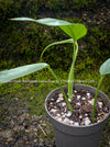 Epipremnum Pinnatum Cebu Blue, organically grown tropical plants for sale at TOMs FLOWer CLUB.
