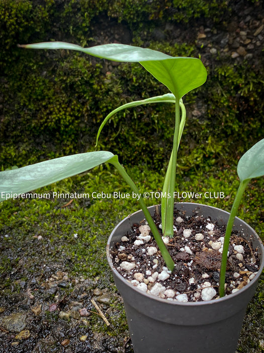 Epipremnum Pinnatum Cebu Blue, organically grown tropical plants for sale at TOMs FLOWer CLUB.