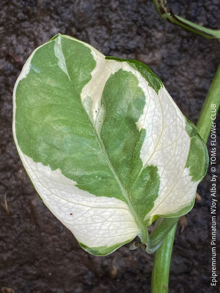 Scindapsus, Epipremnum, Pinnatum, orgnically grown plants for sale at TOMs FLOWer CLUB. 