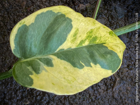 Scindapsus, Epipremnum, Pinnatum, orgnically grown plants for sale at TOMs FLOWer CLUB. 