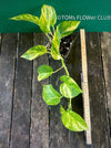 Scindapsus Aureum, organically grown tropical plants, Efeutüte, Scindapsus, Variegata, Epipremnum Aureum