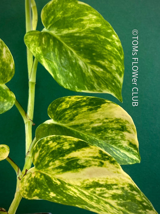 Scindapsus Aureum, organically grown tropical plants, Efeutüte, Scindapsus, Variegata, Epipremnum Aureum