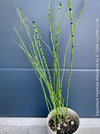 Giant Horsetail, Equisetum Hyemale Robustum, – bold, architectural, and hardy! For sale at TOMs FLOWer CLUB