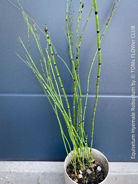 Giant Horsetail, Equisetum Hyemale Robustum, – bold, architectural, and hardy! For sale at TOMs FLOWer CLUB