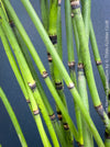 Giant Horsetail, Equisetum Hyemale Robustum, – bold, architectural, and hardy! For sale at TOMs FLOWer CLUB