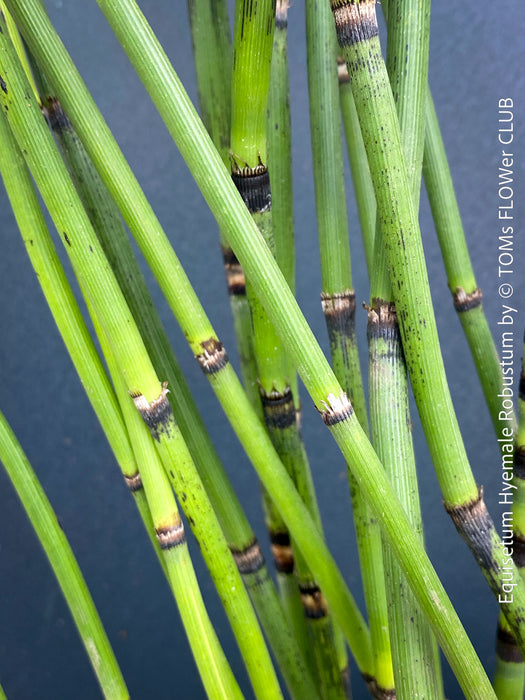 Giant Horsetail, Equisetum Hyemale Robustum, – bold, architectural, and hardy! For sale at TOMs FLOWer CLUB