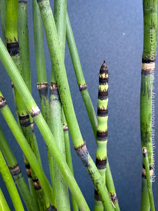 Giant Horsetail, Equisetum Hyemale Robustum, – bold, architectural, and hardy! For sale at TOMs FLOWer CLUB